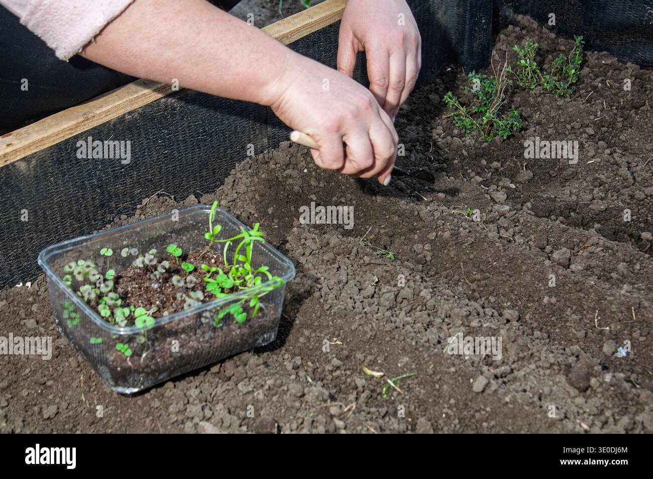 Gärtner pflanzt im Frühling junge Setzlinge in reichem Boden in einem Hochgartenbeet Stockfoto