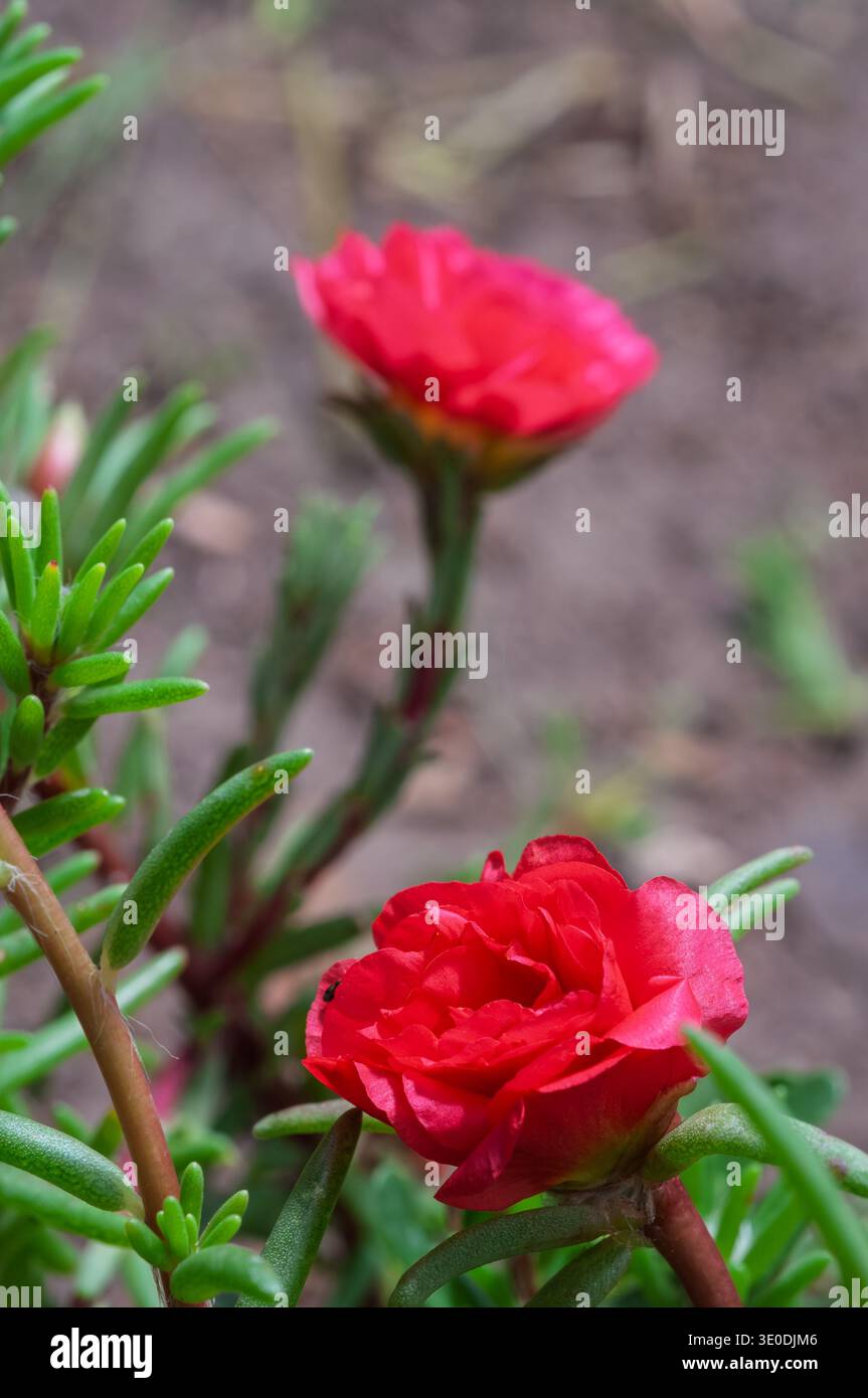 Im Garten mit üppig grünem Laub blühen leuchtend rote Pantolenblüten Stockfoto