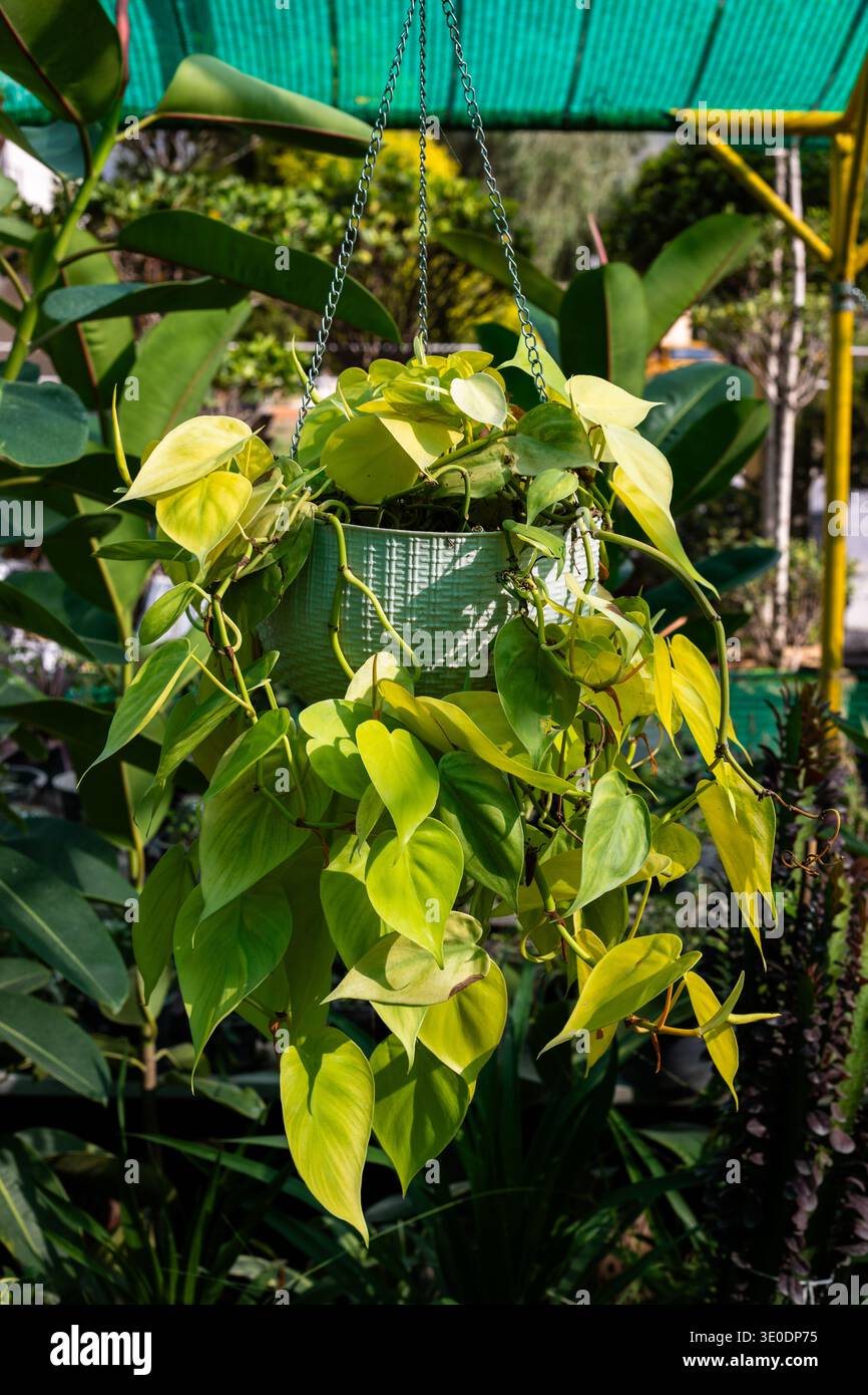 Hängende Pothos-Zimmerpflanze im Grünen Topf in der Gartenkrippe Stockfoto
