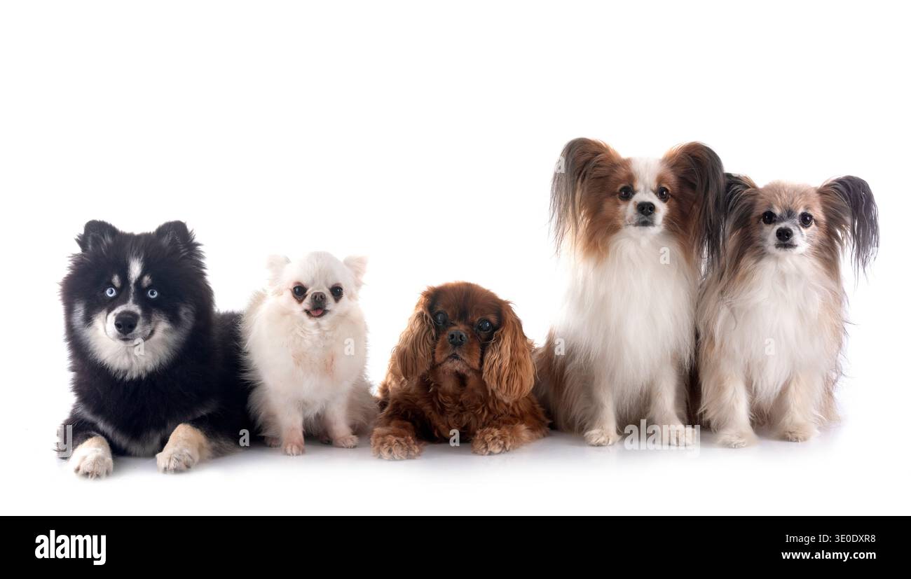 Kleine Hunde vor weißem Hintergrund Stockfoto