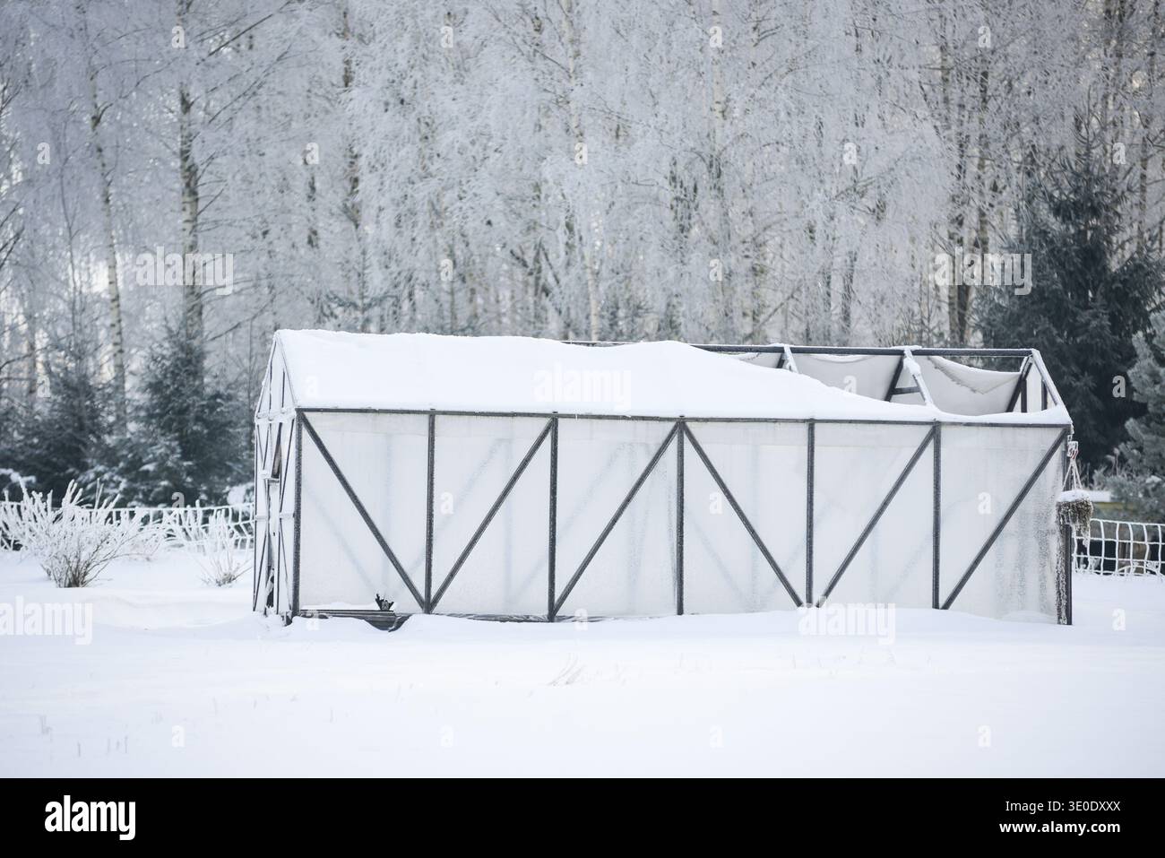 Schneebedeckte Gewächshausstruktur in einer ruhigen Winterlandschaft, umgeben von frostbedeckten Bäumen. Kalte Saisonszene, die die Landwirtschaft repräsentiert Stockfoto