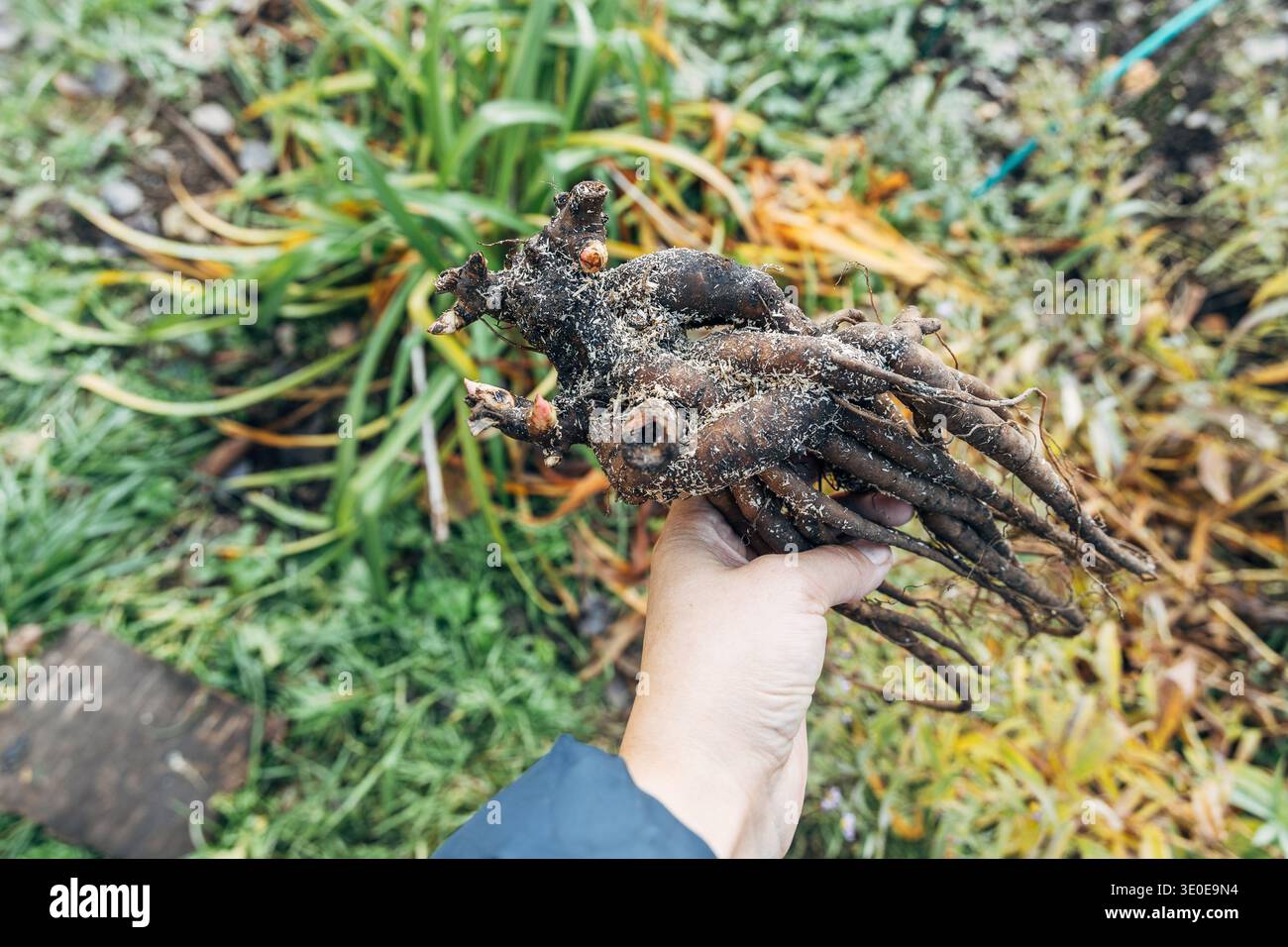 Große Wurzel der krautigen Pfingstrose mit Knospen und Wurzeln vor dem Pflanzen Stockfoto