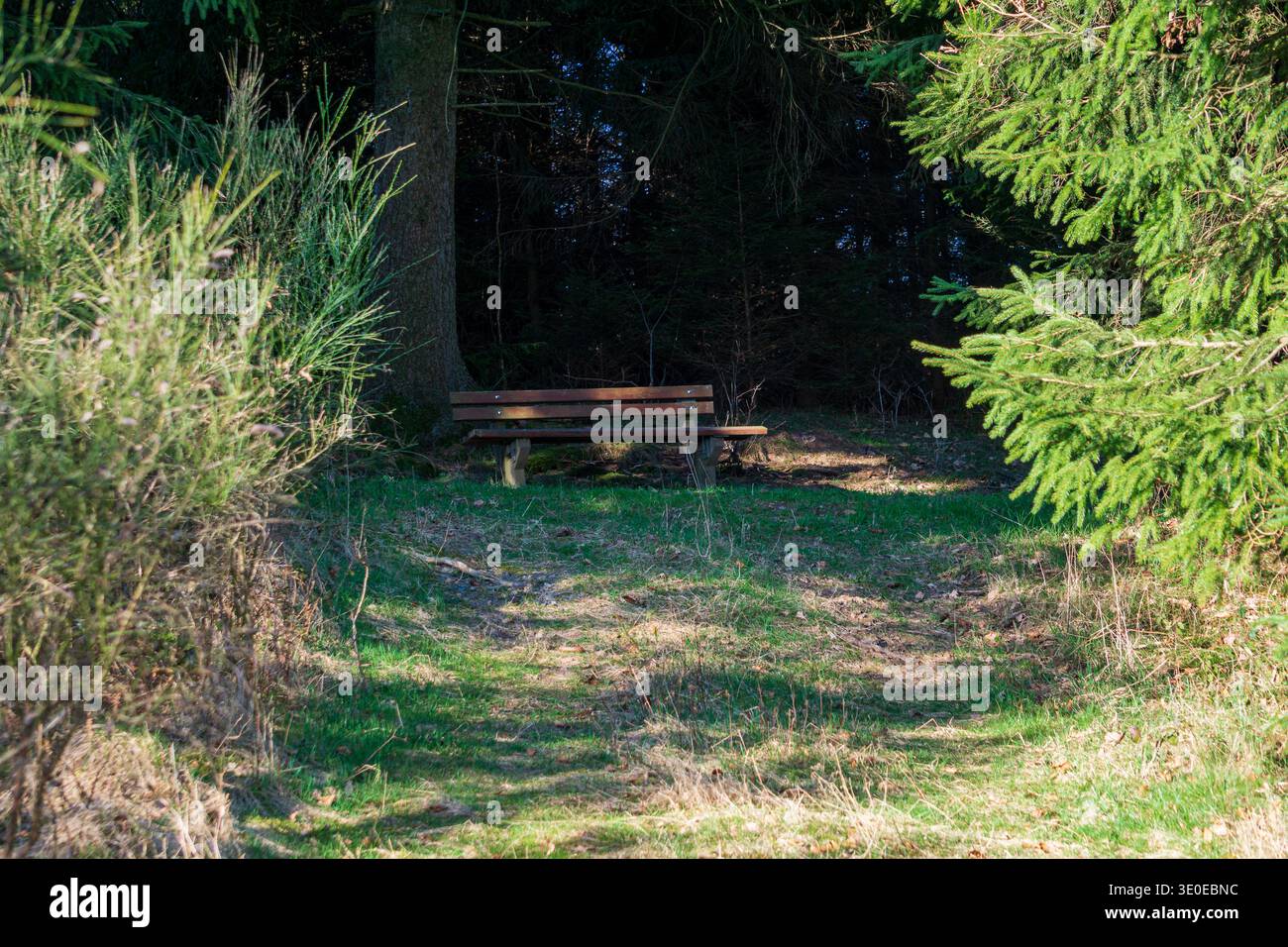 Holzbank in einer friedlichen Waldlichtung, umgeben von immergrünen Bäumen. Stockfoto