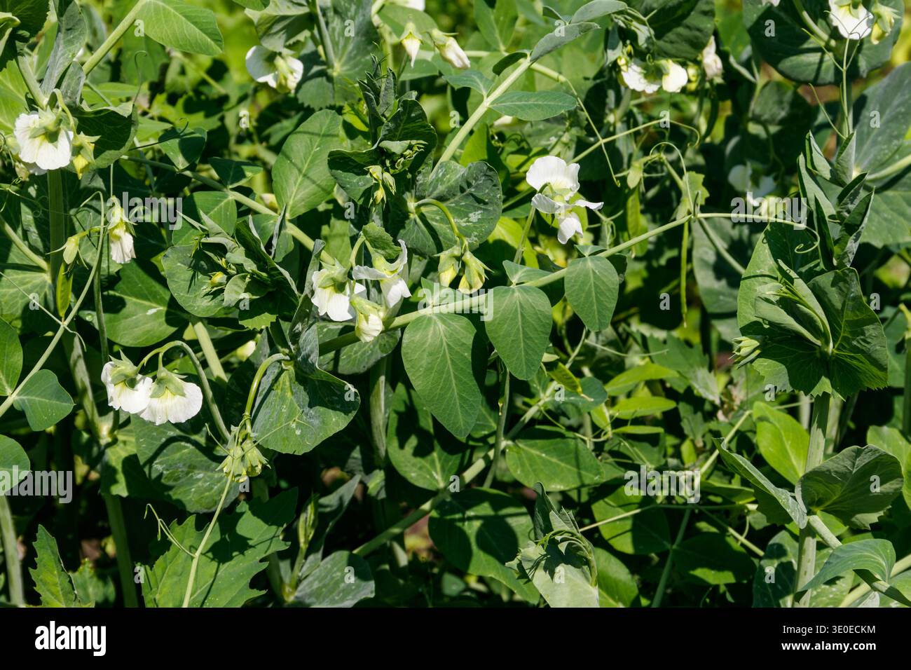 Blühende grüne Erbsenpflanzen im Gemüsegarten Stockfoto