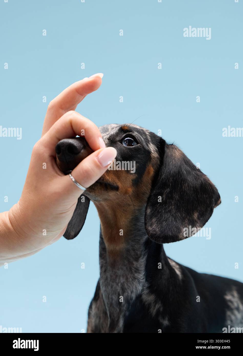 Ein Dackel berührt Nasen mit einer menschlichen Hand in einem sanften Moment. Die Szene ist unbeschwert und zärtlich mit einem klaren Himmel Hintergrund. Stockfoto