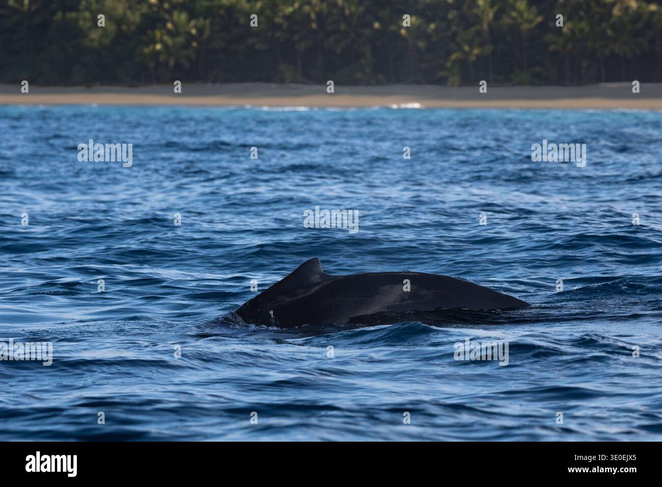 Buckelwale, Megaptera novaeangliae, Balaenopteridae, Corcovado Nationalpark, Baia Drake, Osa Pensula, Costa Rica Stockfoto