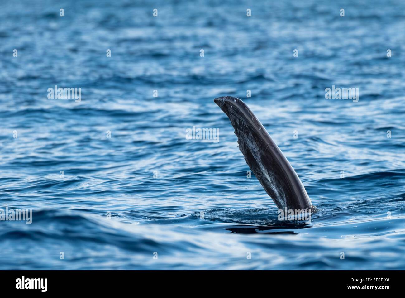 Buckelwale, Megaptera novaeangliae, Balaenopteridae, Corcovado Nationalpark, Baia Drake, Osa Pensula, Costa Rica Stockfoto