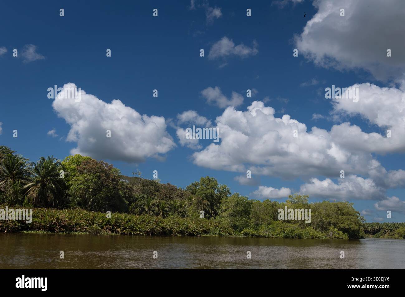 Landschaft des Flusses Sierpe, Osa Pensinsula, Costa Rica Stockfoto