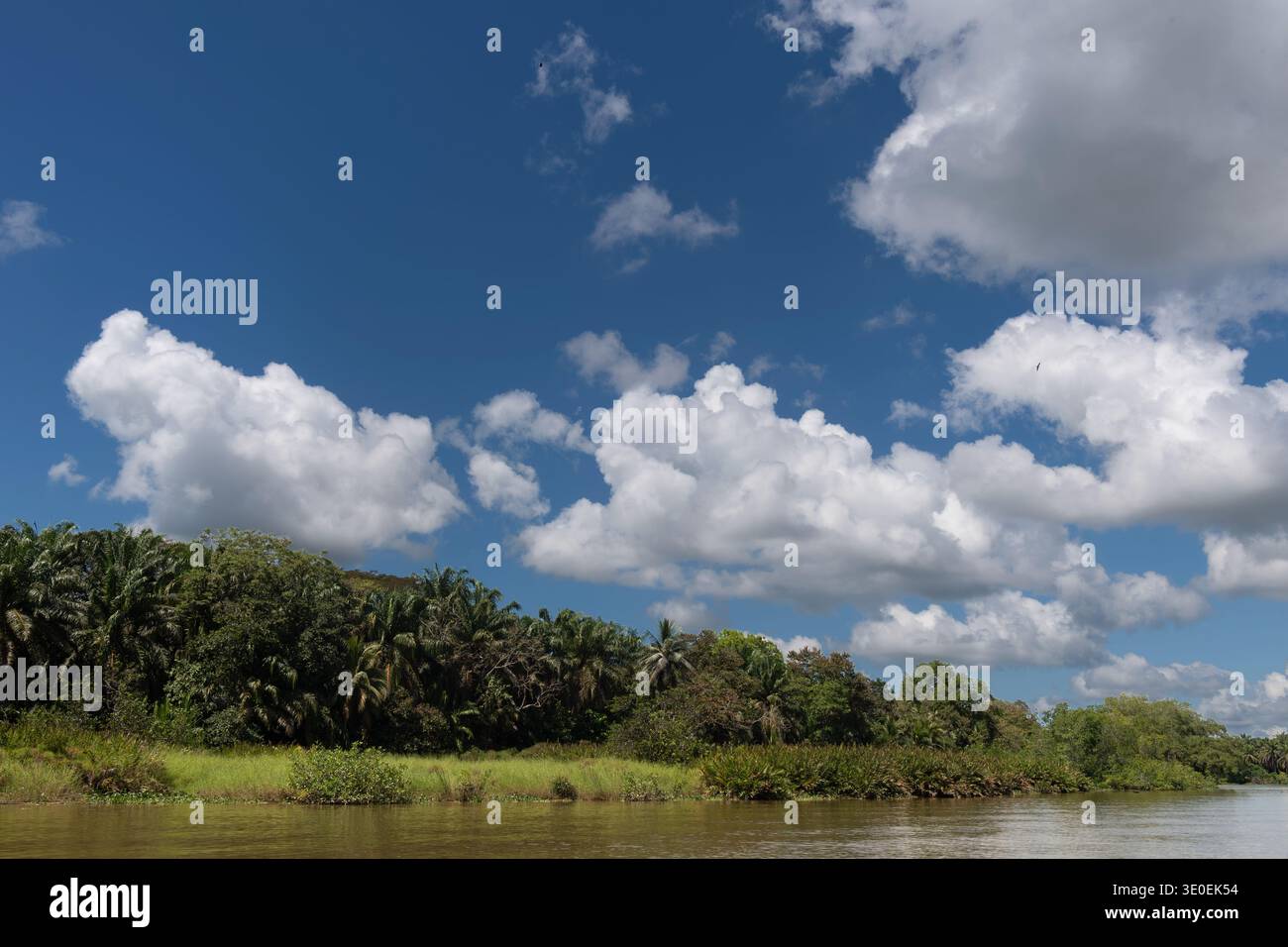 Landschaft des Flusses Sierpe, Osa Pensinsula, Costa Rica Stockfoto