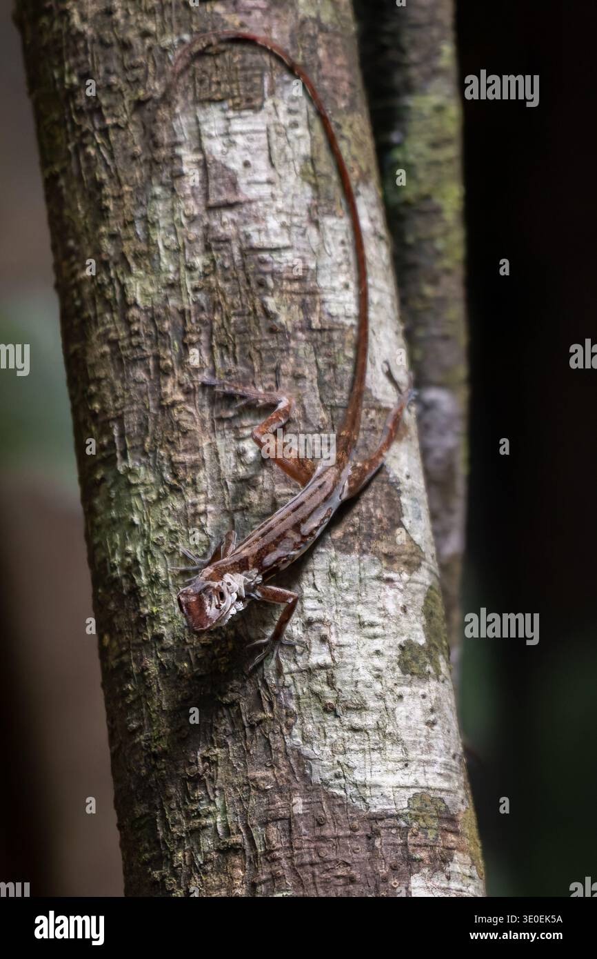 Brown Basilisk, Basiliscus basiliscus, Corytophanidae, La Sirena Gate, Corcovado Nationalpark, Pensinsula de Osa, Costa Rica Stockfoto