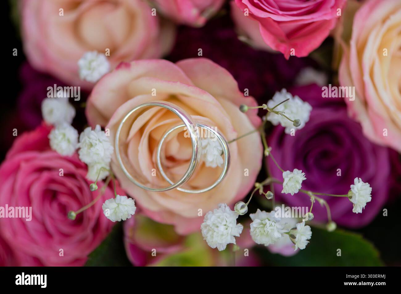 Makroansicht von ineinander verflochtenen Eheringen auf einer weichen Pastellrose, umgeben von zarten weißen Blumen. Stockfoto