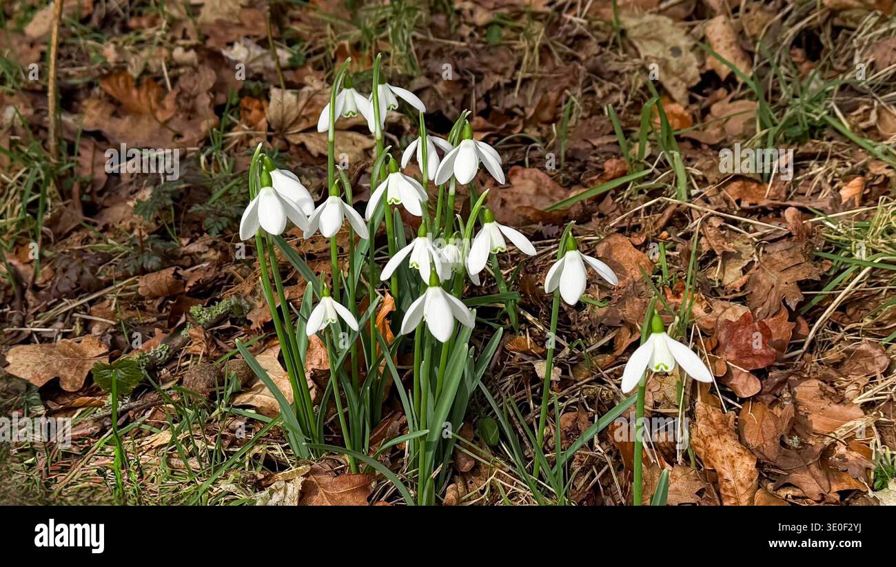 In der Frühjahrssaison blühen weiße Schneeglöckchen zwischen gefallenen Blättern und Gras in einer natürlichen Waldlandschaft Stockfoto