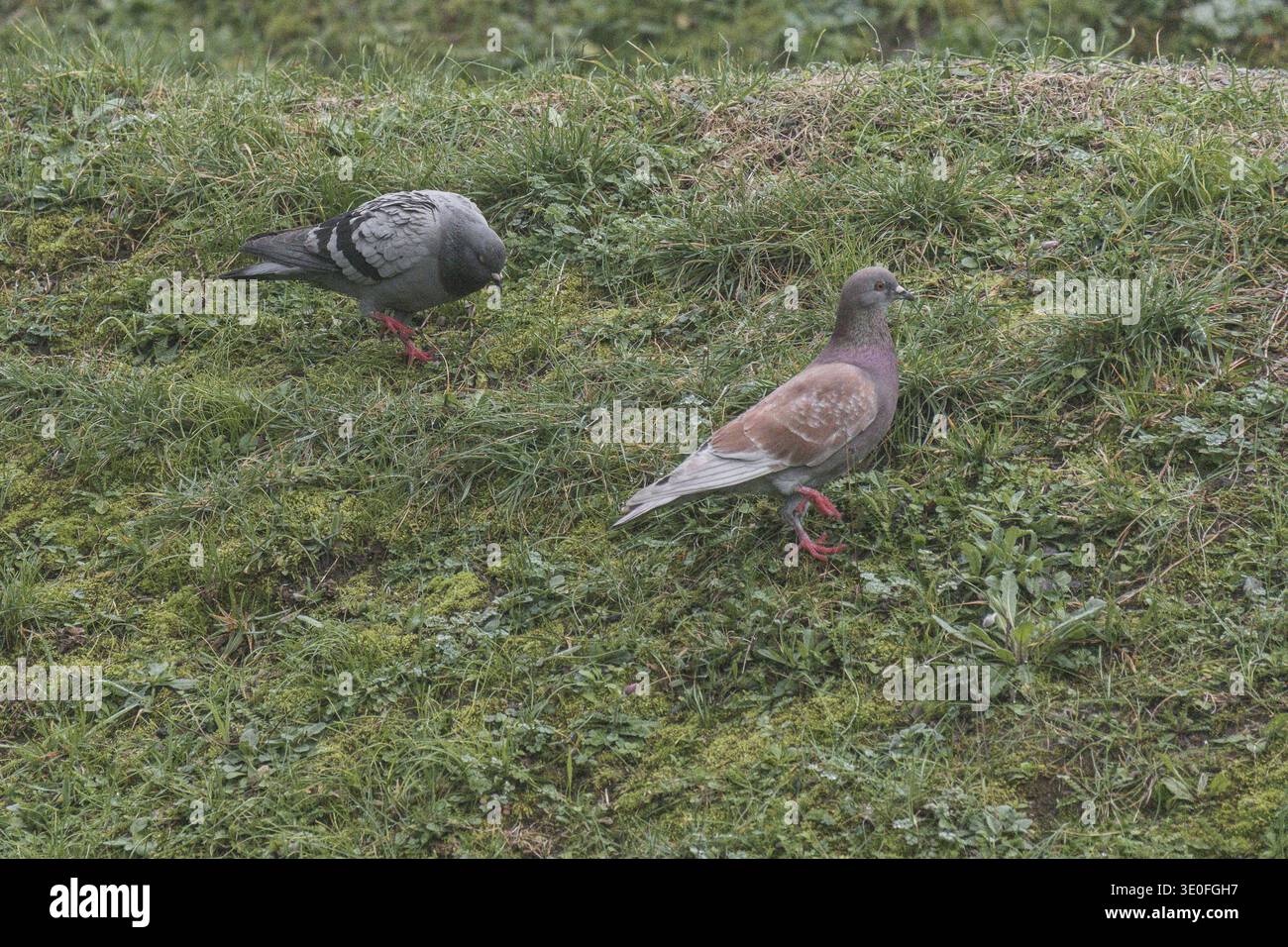 Tauben, die auf einer Wiese laufen Stockfoto
