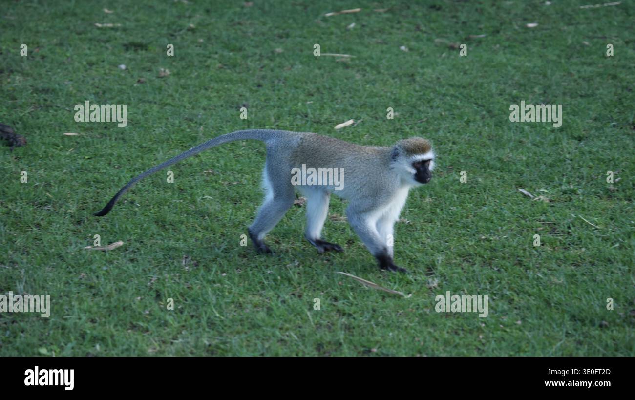 Ein ausdrucksstarker afrikanischer Affe in seinem natürlichen Lebensraum, der Intelligenz, Neugier und die dynamische Energie der Tierwelt hervorhebt. Stockfoto
