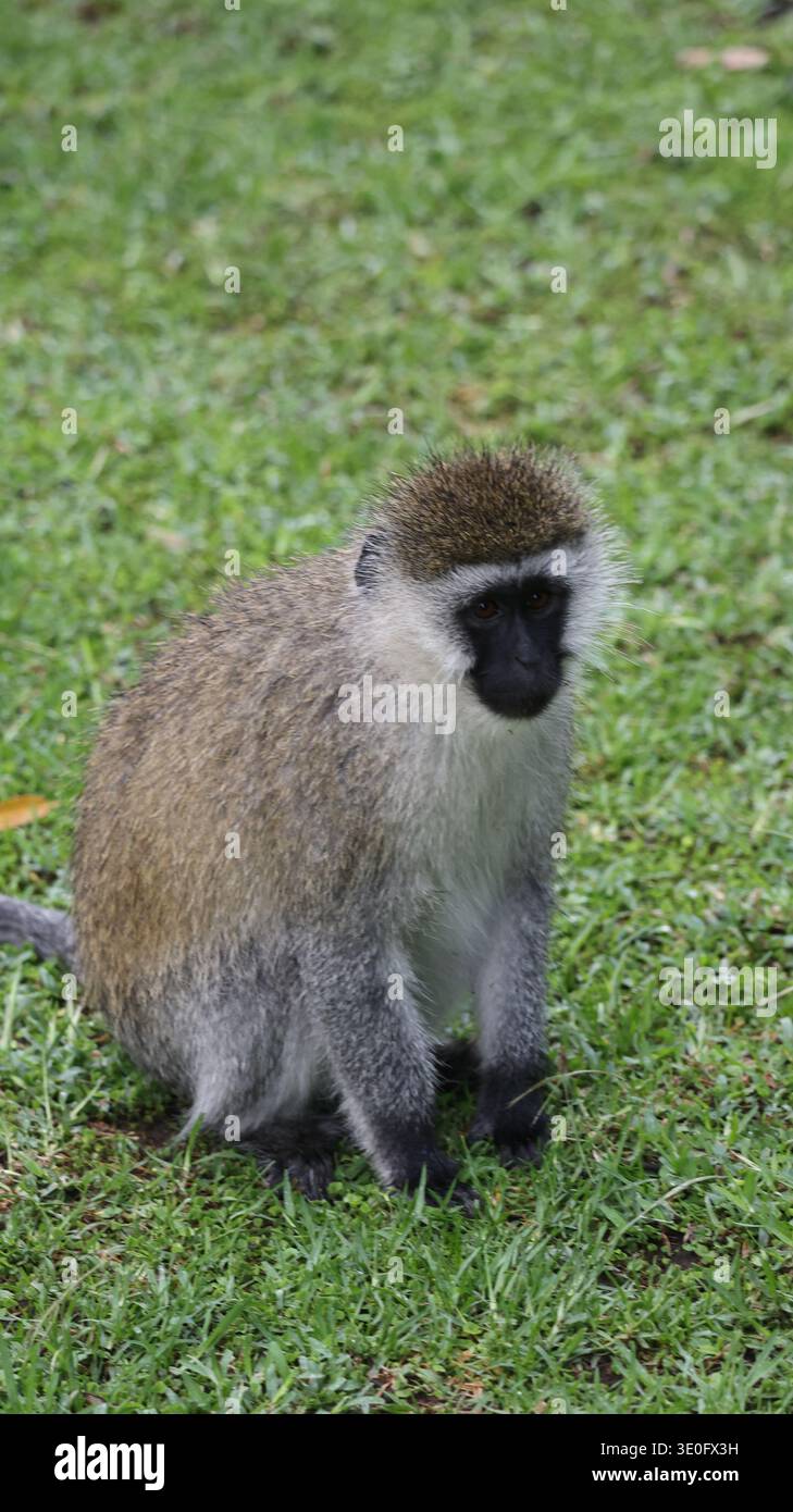 Ein ausdrucksstarker afrikanischer Affe in seinem natürlichen Lebensraum, der Intelligenz, Neugier und die dynamische Energie der Tierwelt hervorhebt. Stockfoto