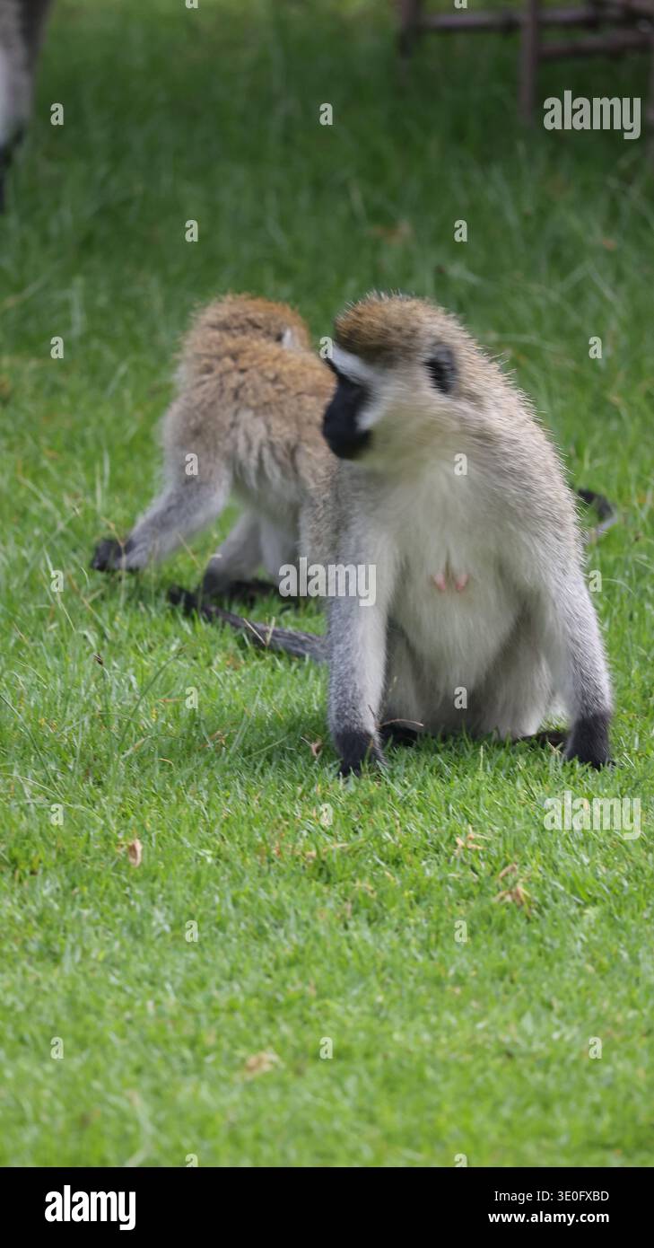 Ein ausdrucksstarker afrikanischer Affe in seinem natürlichen Lebensraum, der Intelligenz, Neugier und die dynamische Energie der Tierwelt hervorhebt. Stockfoto