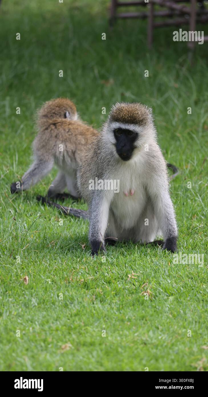 Ein ausdrucksstarker afrikanischer Affe in seinem natürlichen Lebensraum, der Intelligenz, Neugier und die dynamische Energie der Tierwelt hervorhebt. Stockfoto