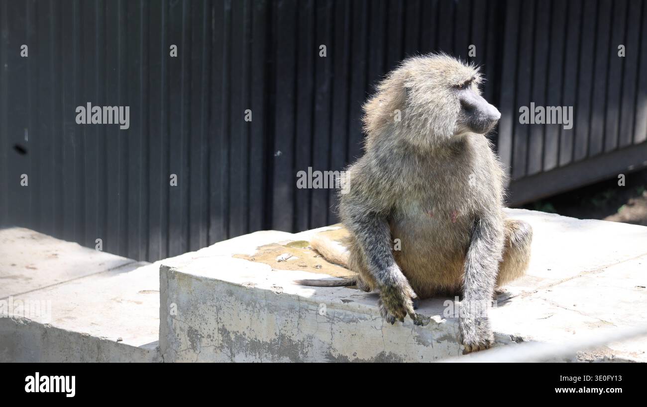 Ein ausdrucksstarker afrikanischer Affe in seinem natürlichen Lebensraum, der Intelligenz, Neugier und die dynamische Energie der Tierwelt hervorhebt. Stockfoto