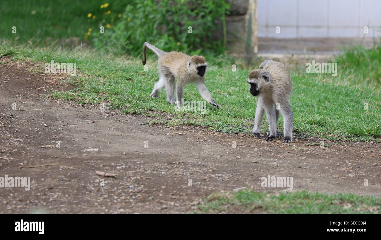 Ein ausdrucksstarker afrikanischer Affe in seinem natürlichen Lebensraum, der Intelligenz, Neugier und die dynamische Energie der Tierwelt hervorhebt. Stockfoto