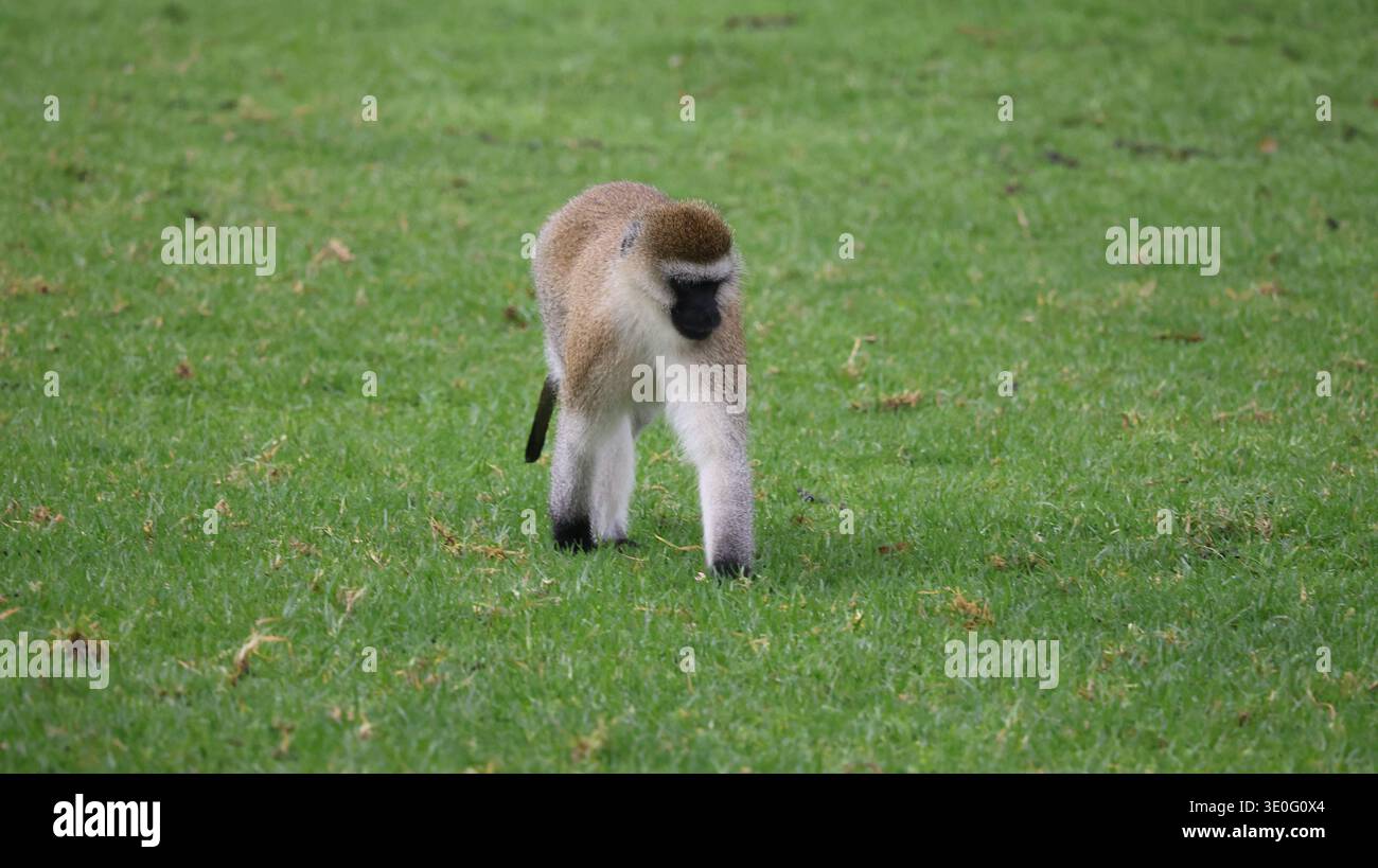 Ein ausdrucksstarker afrikanischer Affe in seinem natürlichen Lebensraum, der Intelligenz, Neugier und die dynamische Energie der Tierwelt hervorhebt. Stockfoto
