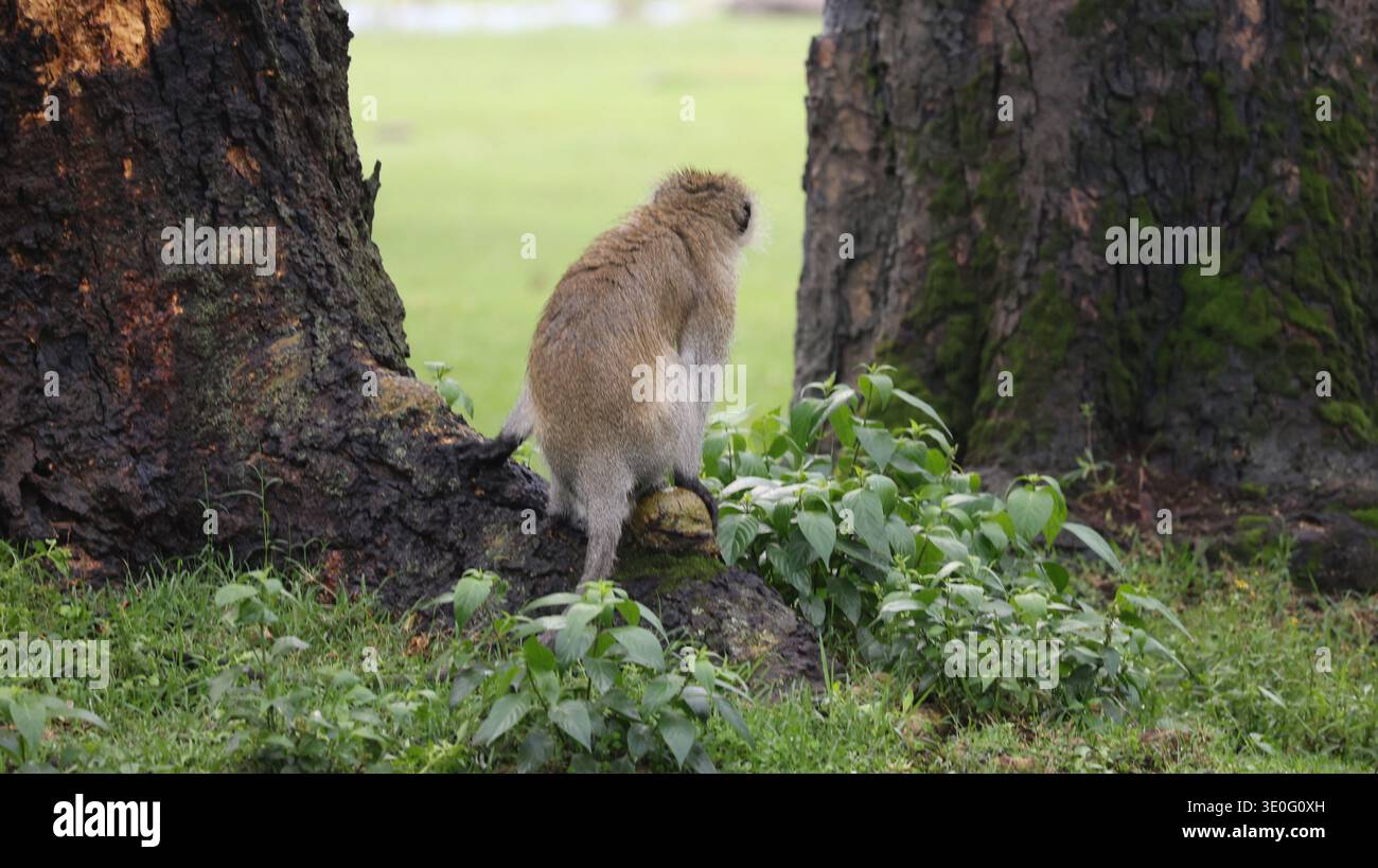 Ein ausdrucksstarker afrikanischer Affe in seinem natürlichen Lebensraum, der Intelligenz, Neugier und die dynamische Energie der Tierwelt hervorhebt. Stockfoto