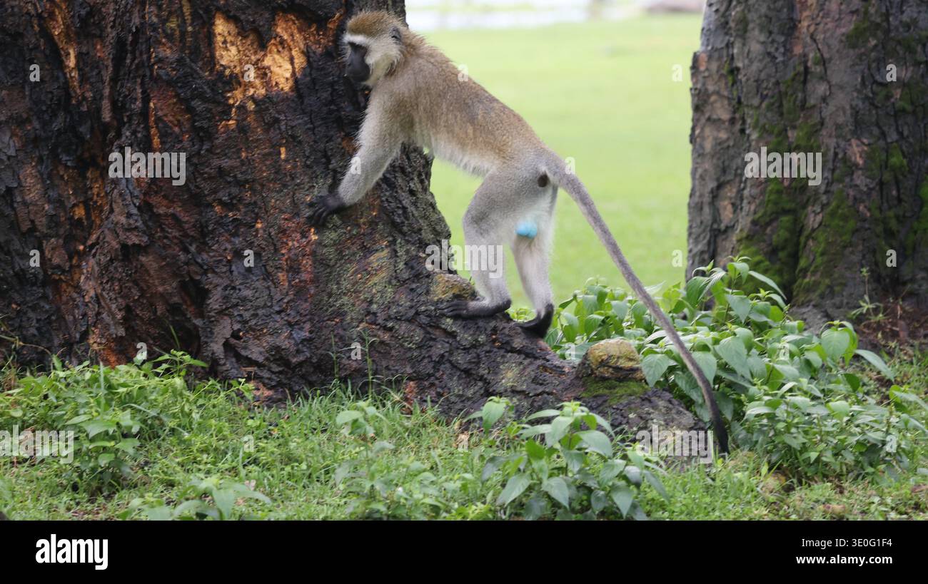 Ein ausdrucksstarker afrikanischer Affe in seinem natürlichen Lebensraum, der Intelligenz, Neugier und die dynamische Energie der Tierwelt hervorhebt. Stockfoto