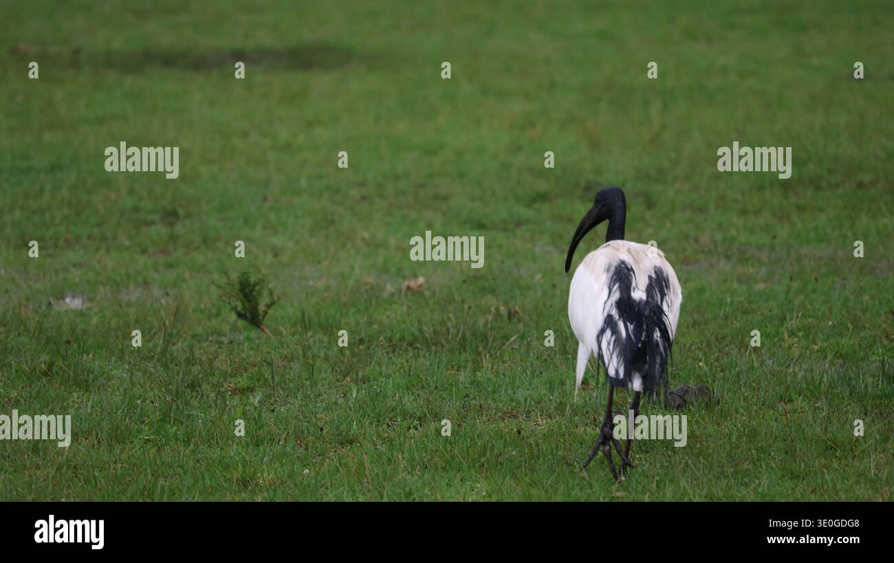 Eine lebendige Sammlung afrikanischer Vögel mit beeindruckenden Farben, verschiedenen Arten und natürlicher Schönheit in wilden Landschaften. Stockfoto