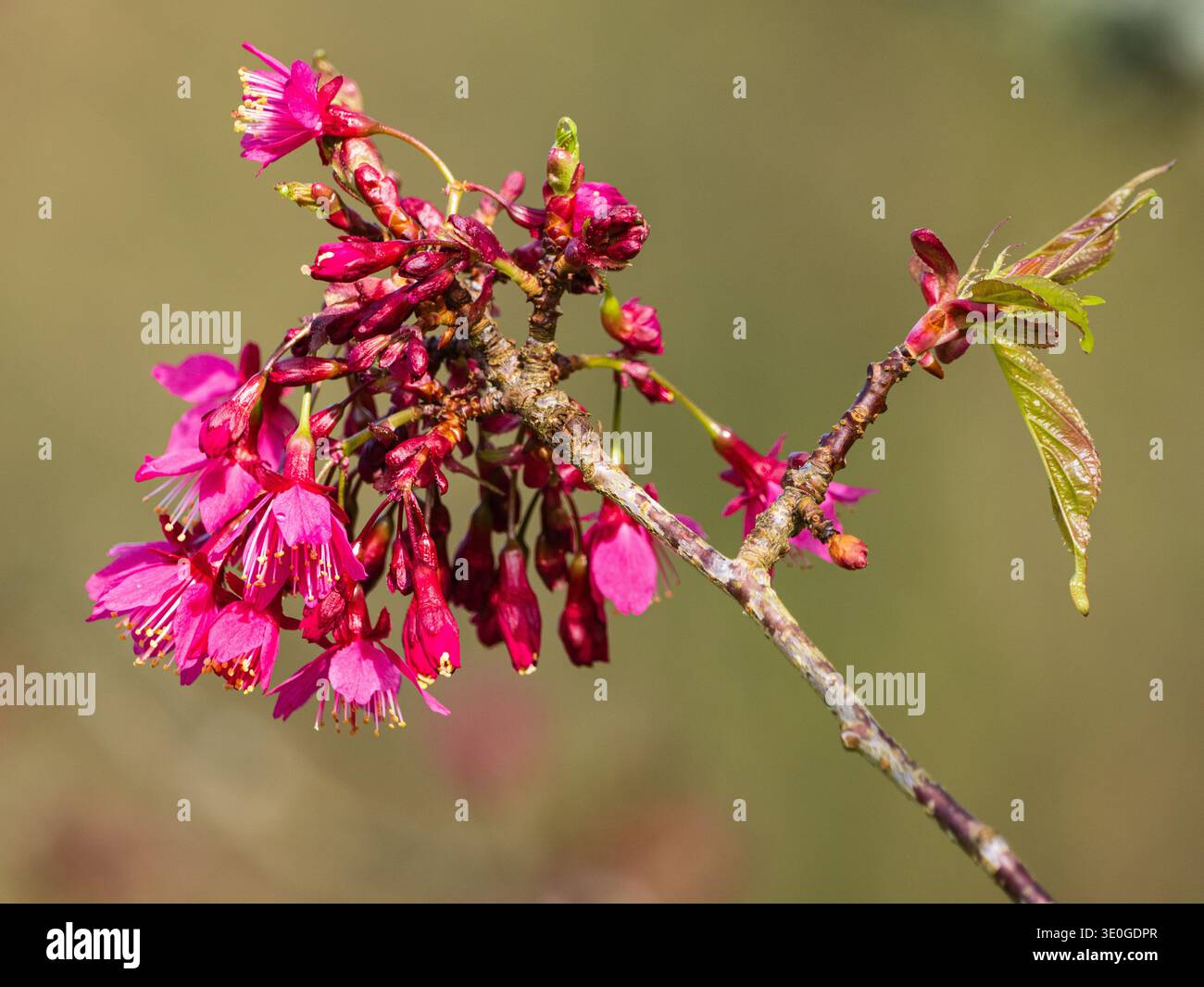 Rot-rosafarbene Frühjahrsblumen der Zierkirsche, Prunus campanulata „Felix Jury“ Stockfoto