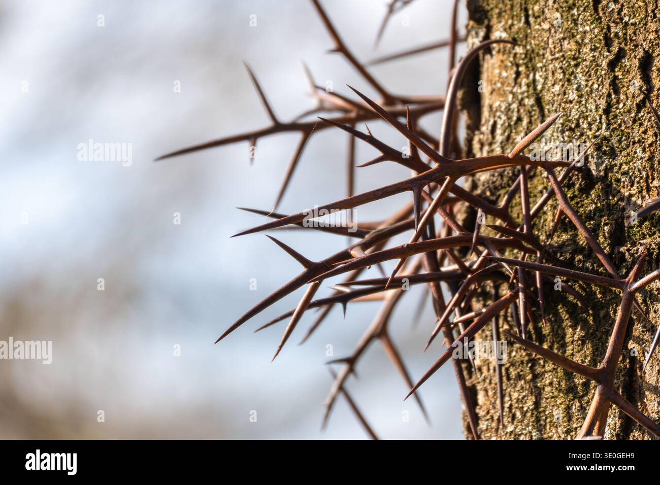 Lange scharfe Dornen wachsen aus einem Baumstamm, wahrscheinlich Honigheuschrecke Gleditsia triacanthos. Die Makroaufnahme hebt die Schutzspitzen gegen eine weiche Ba hervor Stockfoto