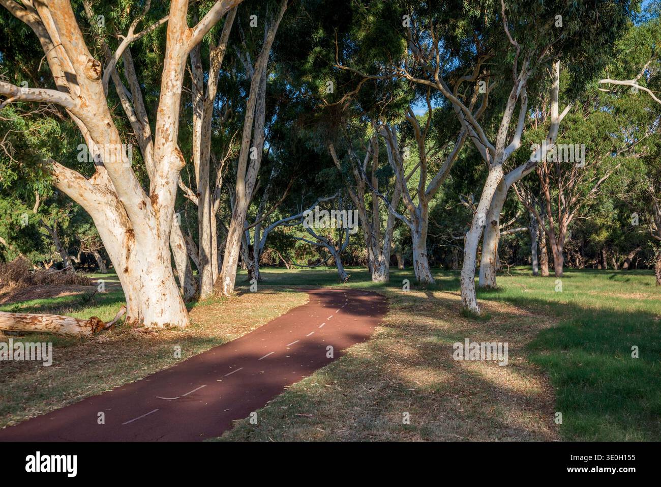 Roter Pfad durch die Eukalyptusbaumallee im Bibra Lake Park, 1. April 2021, Perth, Australien Stockfoto