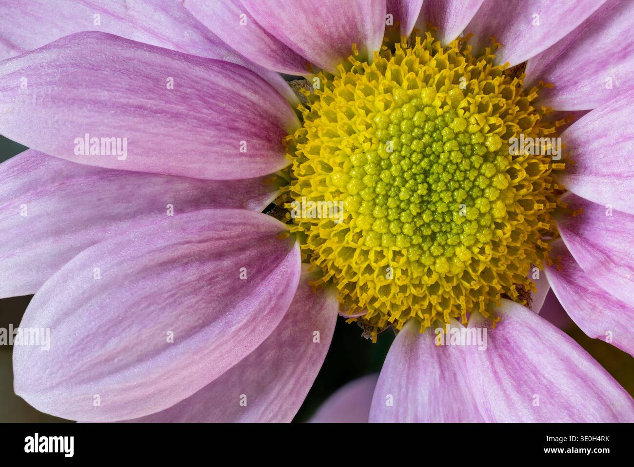 Rosafarbenes Blütenkapitulum Stockfoto