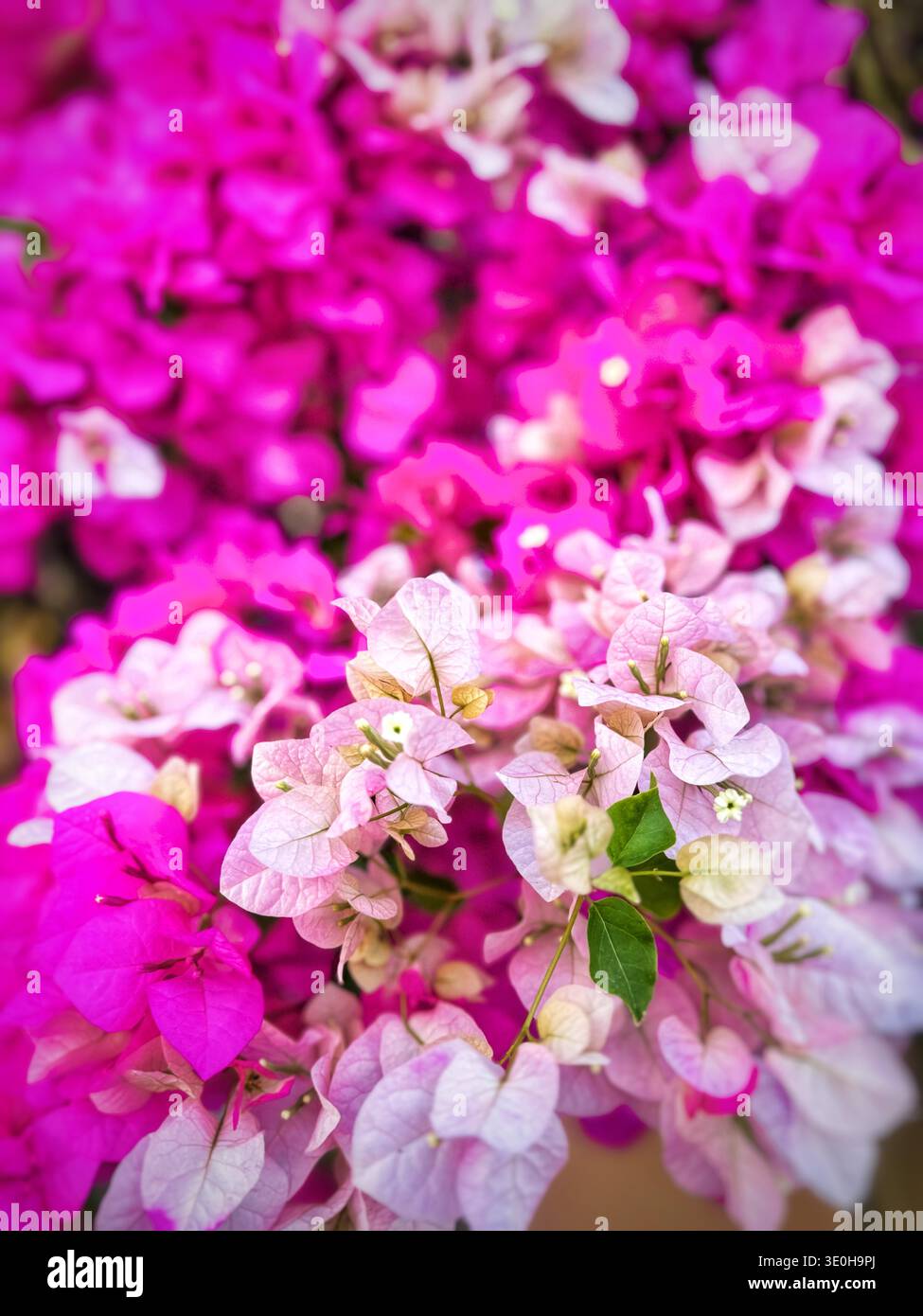 Nahaufnahme von leuchtendem Magenta und zart rosa Bougainvillea-Brakts, die einen dichten floralen Hintergrund mit selektivem Fokus schaffen Stockfoto