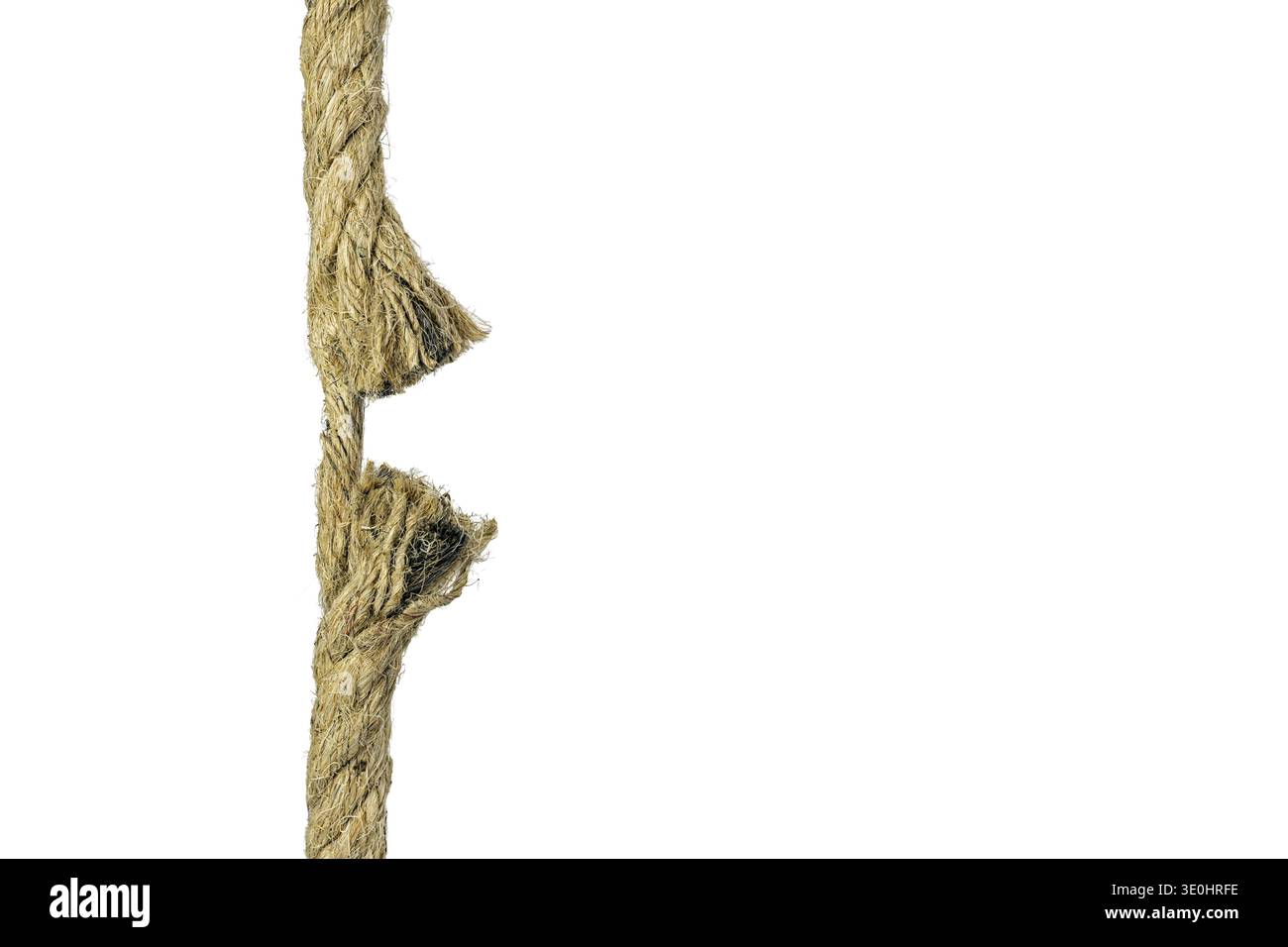 Ein großes Hanfseil, das bis zu seiner Bruchstelle auf weißem Hintergrund gezogen wurde. Nur ein kleiner, elastischer Abschnitt bleibt als letzte Barriere erhalten. Hochspannung und fai Stockfoto