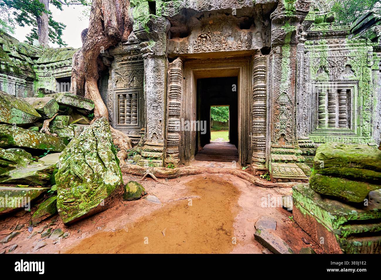 Antike Tempelruinen in Kambodscha zeigen, wie die Natur Steinstrukturen mit Bäumen und Moos über den alten Mauern und Wegen übernimmt. Stockfoto