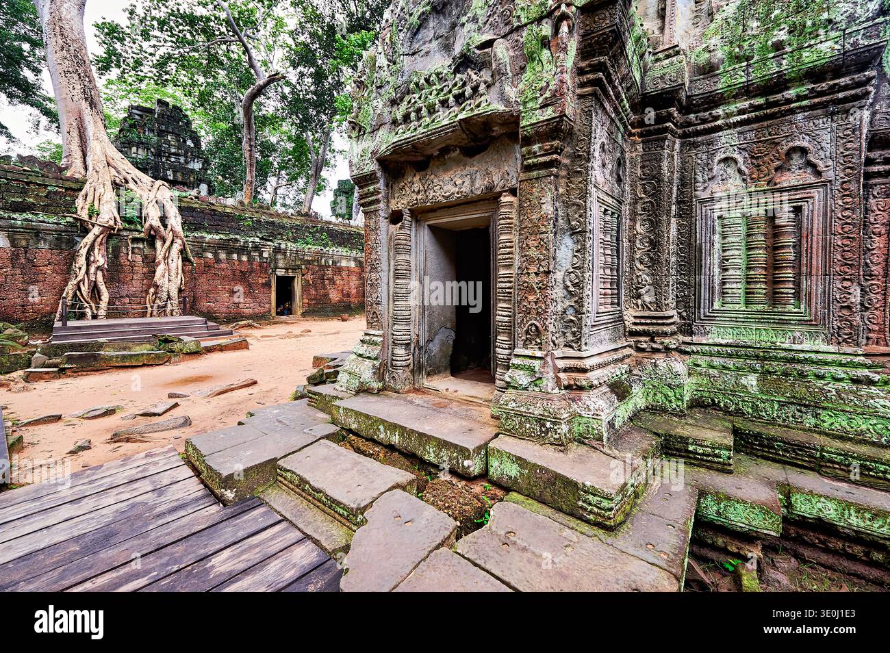 Die antiken Tempelruinen in Angkor zeigen große Baumwurzeln, die über Stein wachsen. Die Natur bedeckt die Strukturen mit Moos und grünen Pflanzen. Stockfoto