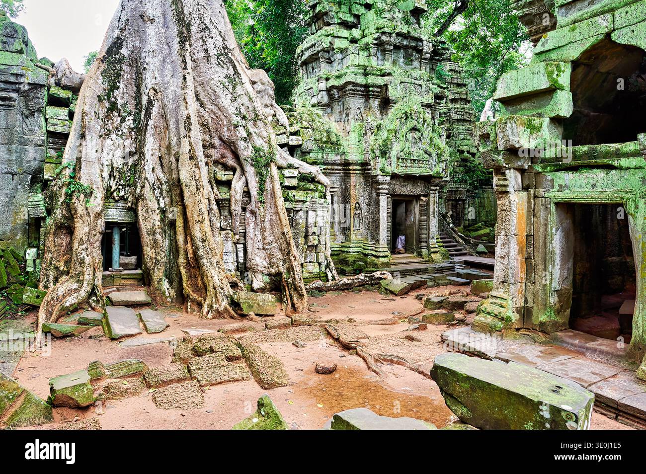 Ein Besucher steht inmitten der antiken Tempelruinen von Ta Prohm, wo riesige Baumwurzeln mit Steinstrukturen verschmelzen. Die Natur nimmt das Land zurück. Stockfoto