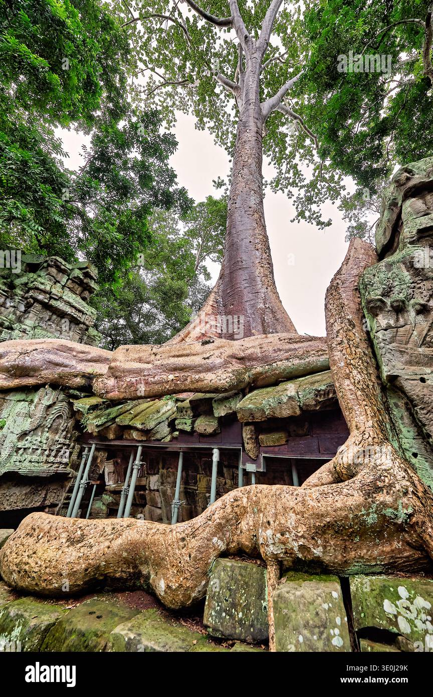 Riesige Baumwurzeln umschließen Steinruinen im Tempel Ta Prohm in Angkor, Kambodscha, und zeigen die Kraft der Natur und die Bemühungen um den Erhalt. Stockfoto