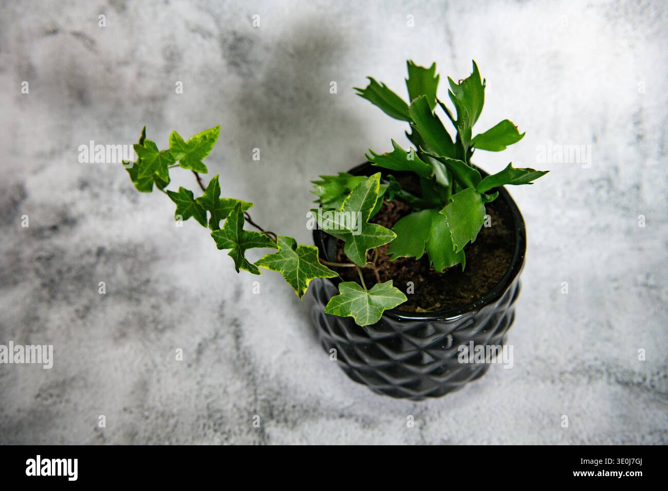 dünger für bonsai bäume Bonsaidünger - Mineralischer NPK Flüssigdünger mit Stickstoff main image 1