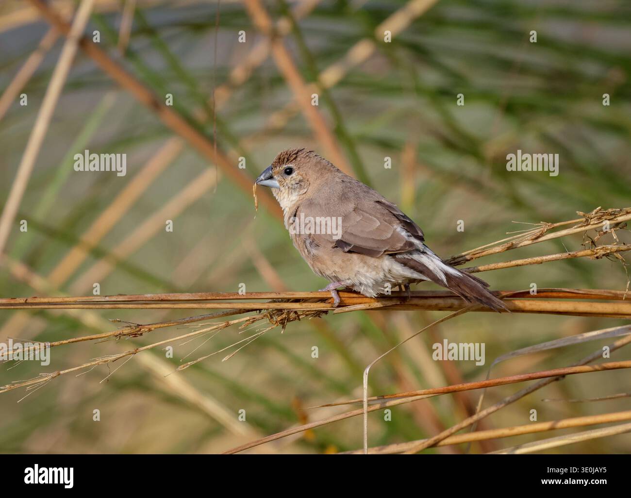 Der indische Silberschnabel (Euodice malabarica) ist ein kleiner Passerinvogel, der auf dem indischen Subkontinent und angrenzenden Regionen vorkommt. Stockfoto