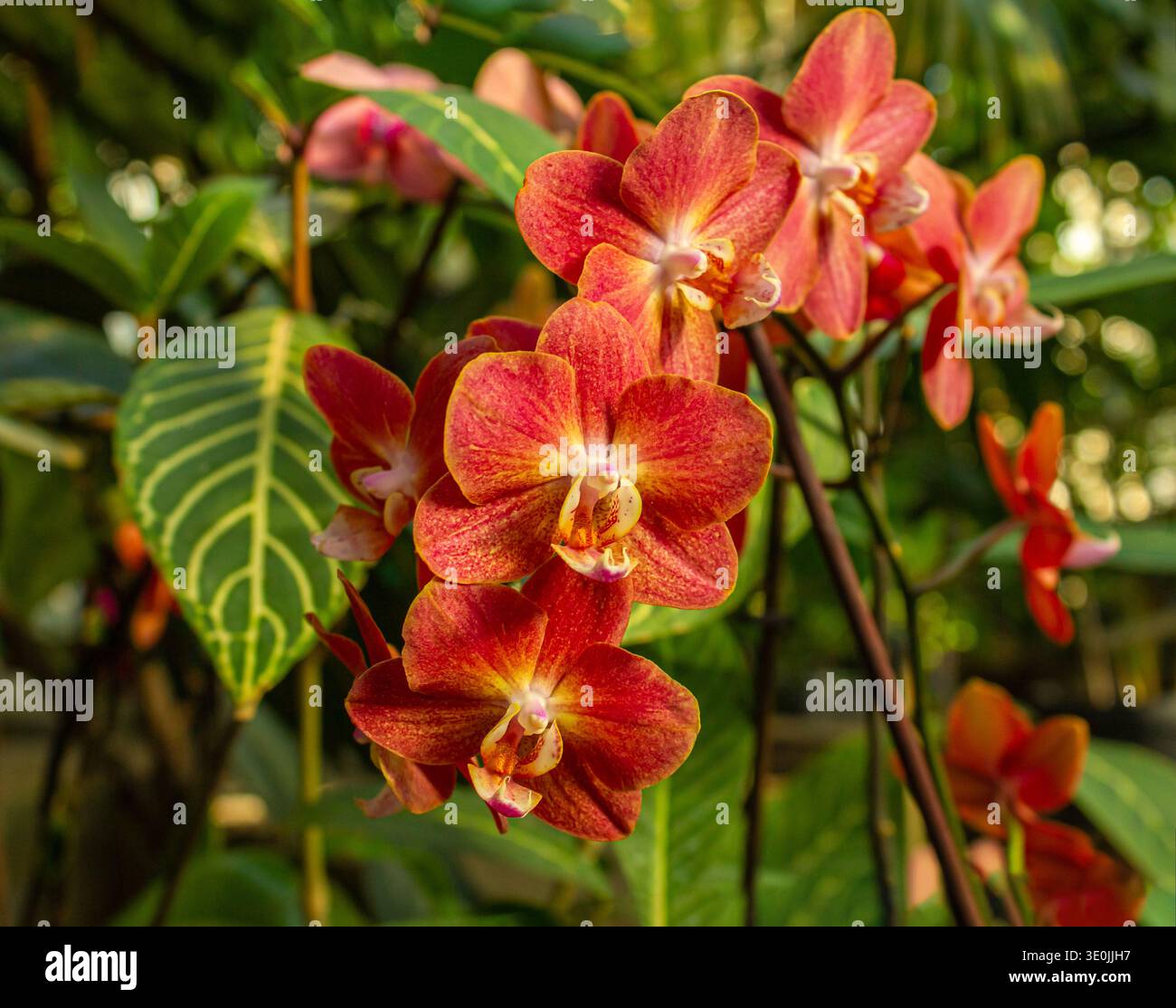 Orange Phalaenopsis Horizon Orchideenblüte im Garten auf verschwommenem Hintergrund. Stockfoto