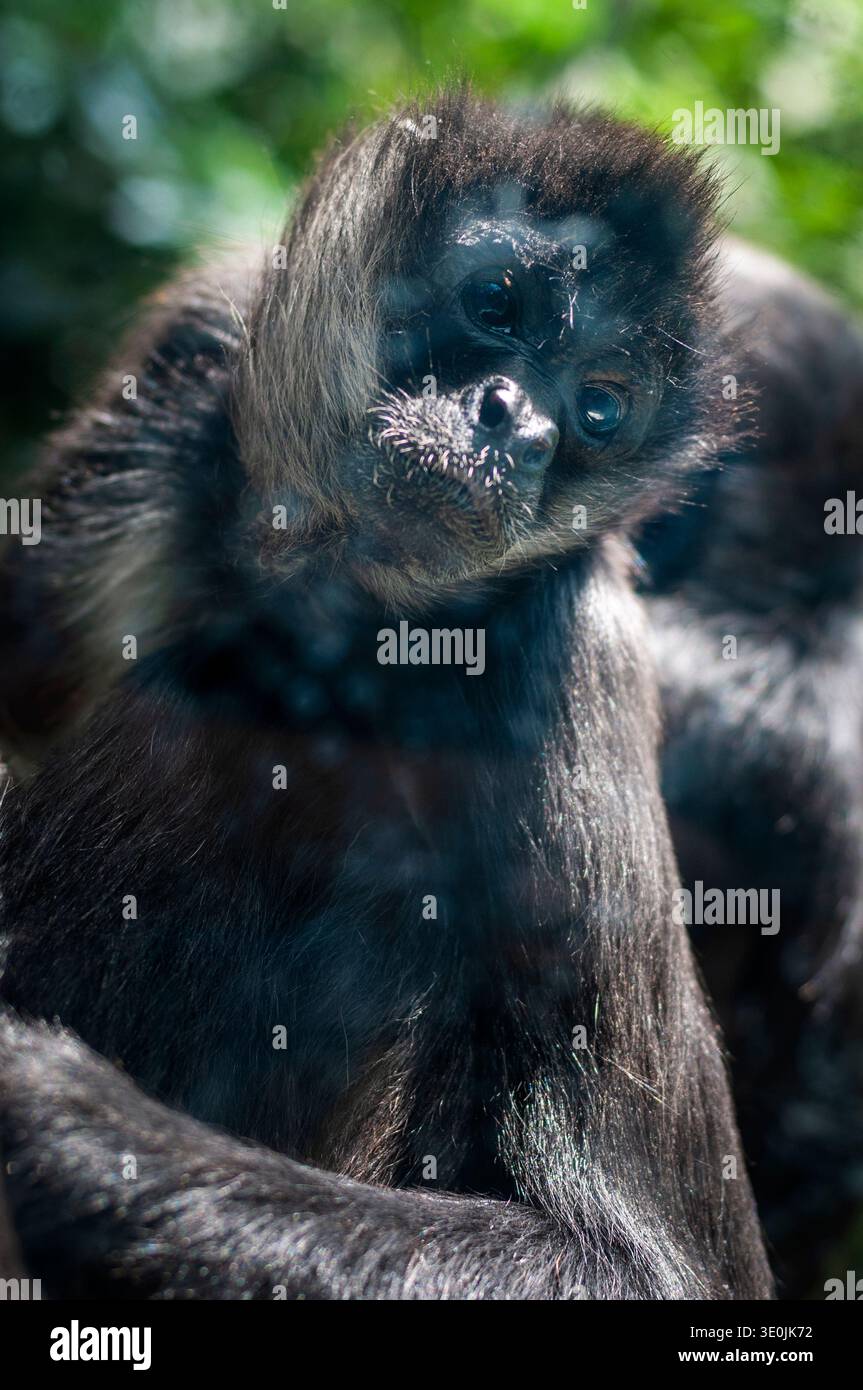 Detailgetreues Nahporträt eines Spinnenaffen, der zwischen grünem Laub in einer tropischen Umgebung ruht. Stockfoto