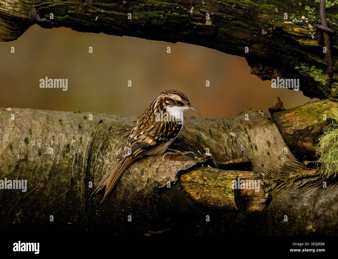 Baumkriecherin Certhia familiaris auf Nahrungssuche Stockfoto