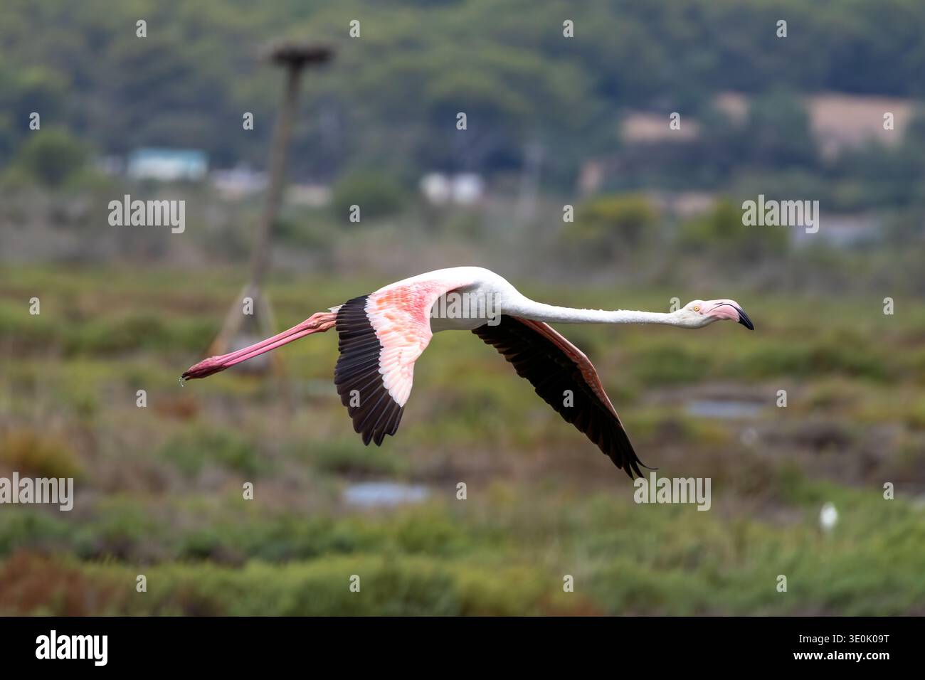 Großer Flamingo (Phoenicopterus roseus) im Flug über das Naturschutzgebiet S'Albufera auf Mallorca, mit vollständig ausgebreiteten Flügeln mit rosa und schwarzem Gefieder Stockfoto