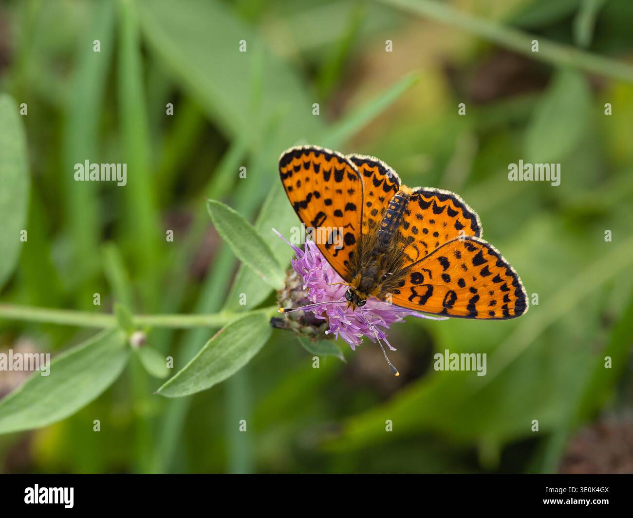 Gefleckter Fritillary-Schmetterling (Melitaea didyma), mittelgroßer orange-brauner Schmetterling mit dunkelbraunen gefleckten Flügeln in ordentlichen Reihen, Draufsicht Stockfoto