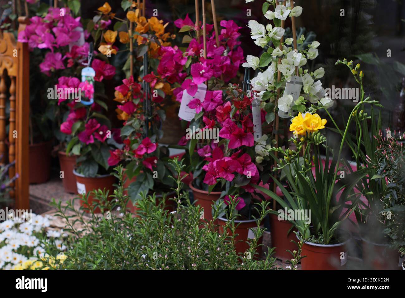 Farbenfrohe Schaufensterpräsentation mit Bougainvillea im Topf, weißen phalaenopsis-Orchideen und gelben Narzissenblüten vor einem Blumenladen. Straßenwerk märz Stockfoto