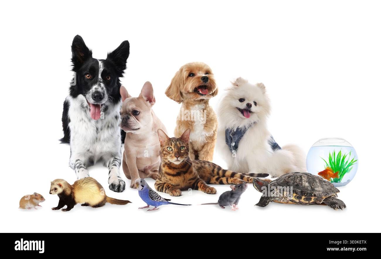 Gruppe niedlicher Haustiere auf weißem Hintergrund. Verschiedene Tiere Stockfoto
