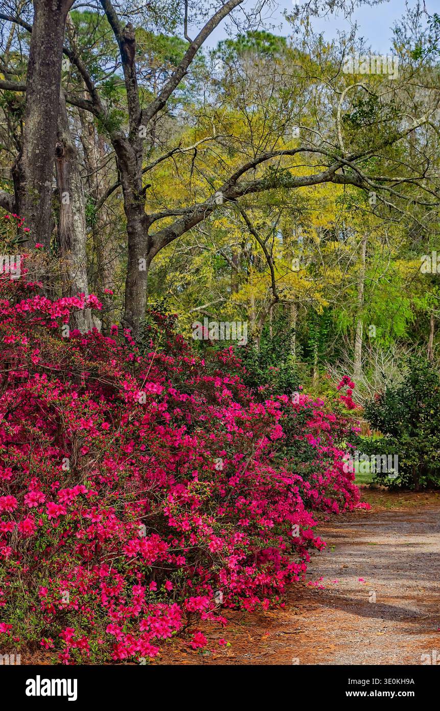 Indische Azaleen (Rhododendron indicum) blühen am 16. März 2024 im Charles Wood Japanese Garden in Mobile, Alabama. Stockfoto