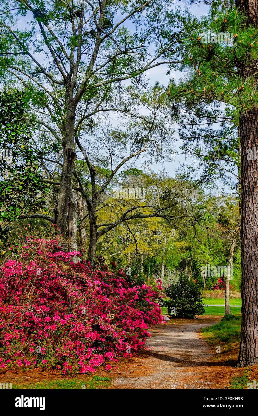 Indische Azaleen (Rhododendron indicum) blühen am 16. März 2024 im Charles Wood Japanese Garden in Mobile, Alabama. Stockfoto