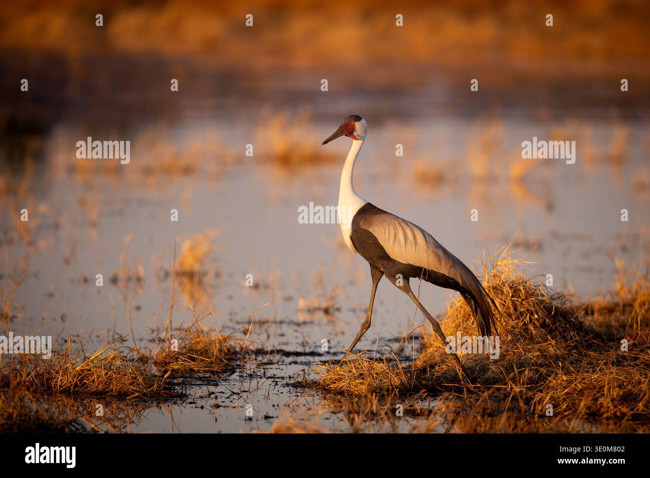 Seltener Wattled Crane (Grus carunculata), der bei Sonnenuntergang durch das flache Sumpfwasser im Okavango Delta, Botswana, spaziert. Gefährdete afrikanische Arten. Stockfoto