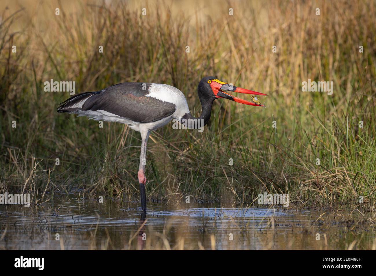 Sattelschnabelstorch (Ephippiorhynchus senegalensis) mit einem Frosch im Schnabel. Seltener Watvogel in den Feuchtgebieten des Okavango-Deltas, Botswana. Stockfoto